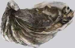 Imagen oficial de Raw Pacific Oysters (Magallana gigas) produced in Coffin Bay, South Australia publicada por OECD