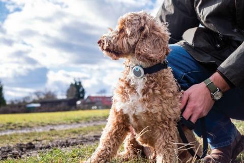 Imagen oficial de Animo Dog Activity & Behaviour Monitor publicada por OECD 2